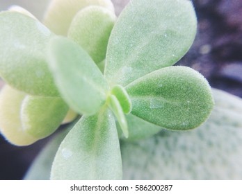 Leaves