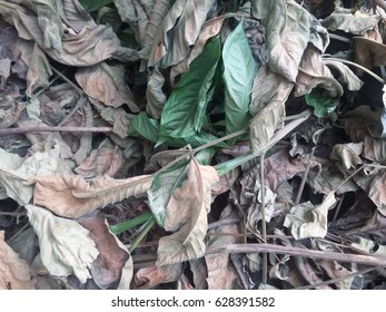 Leaves