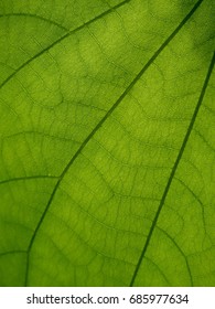 leaves
