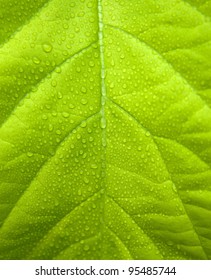 Leaves