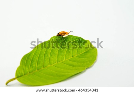Similar – Image, Stock Photo LAAAANGSAM Leaf Green