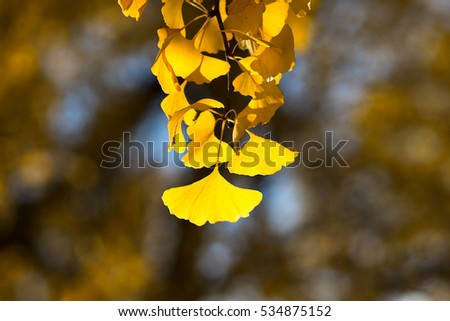 Herbstfoto Natur Himmel