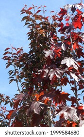 Leaves Of Acer Palmatum Royal Red. Royal Red Acer Palmatum