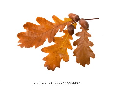 leaves and acorns isolated on white background