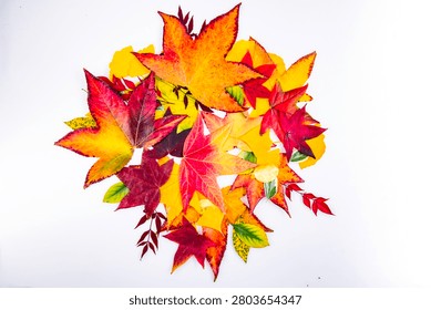 Leaves across leaves and leaf pattern. Leaves beside leaf arrangement. Autumn decoration with autumn texture. Isolated fall design.