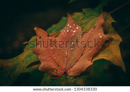 Similar – Image, Stock Photo After the rain Plant Earth