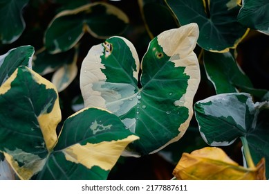 Leaves Of Alocasia Macrorrhizos In The Garden 