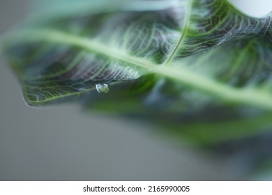 Leaves Of Alocasia Polly In Natural Light