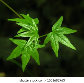 Leaves Along The Trail In Mandeville Louisiana.