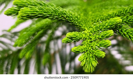 The leaves of Araucaria excelsa or Norfolk pine, which look like needles on strong branches, are an ornamental plant that is resistant to weather changes so it is easy to care for. - Powered by Shutterstock