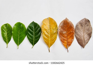 The leaves are arranged in different colors to indicate the age. From birth to death