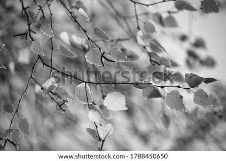 Herbstwald Natur