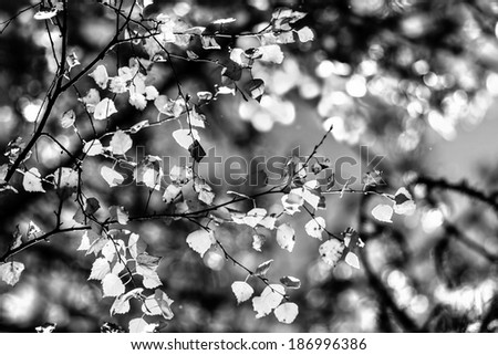 Similar – Image, Stock Photo Small flowers Environment