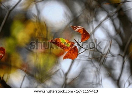 Similar – Herbststreben: Herbstblätter mit Knospe