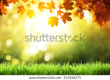 leaves in autumn forest