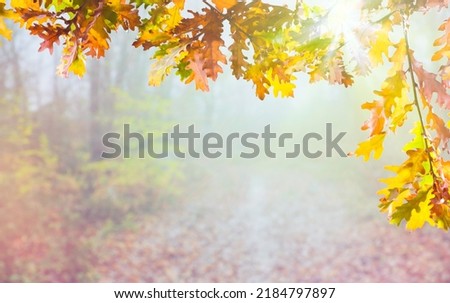 Leaves in autumn. The morning sun is filtering through the tree branches. Fall background