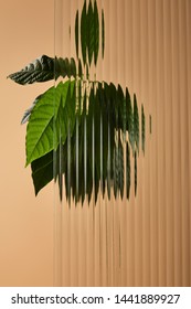 Leaves Of Avocado Tree Behind Reed Glass Isolated On Beige