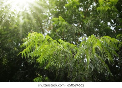 Leaves Of  Azadirachta Indica (Neem, Nimtree, Indian Lilac) 