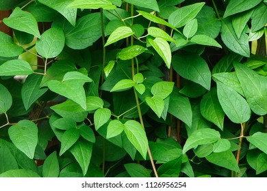 Leaves for background