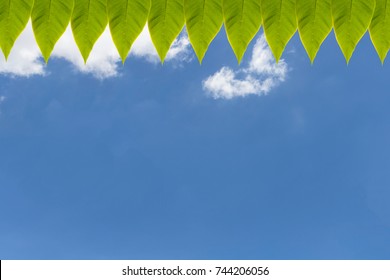 Leaves Background, Green Leaves.Leaf Texure,On The Sky Background