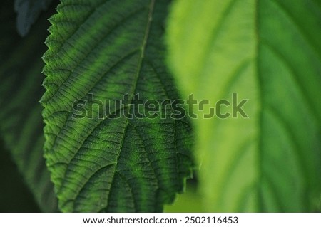 leaves background - structure in the nature - gren nature - close up