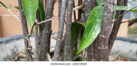 Leaves And Bamboo, Reeds, Or Water Are Perennial Evergreen Flowering Plants From The Subfamily Bambusoideae Belonging To The Family Poaceae