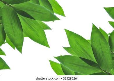 Leaves bamboo and white background in my home - Shutterstock ID 325295264