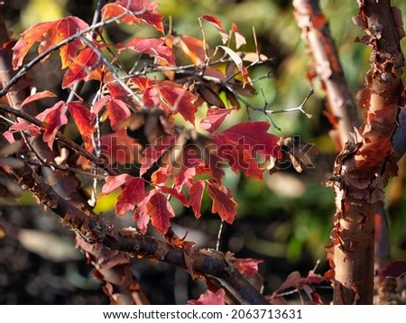 Leaves and bark of paperbark maple (Acer griseum) in a garden in autumn