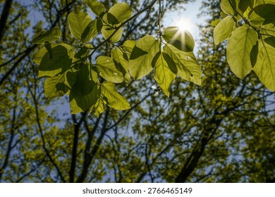Leaves basking in the sunlight