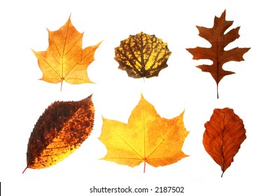 Different Types Autumn Leaves Set Vector Stock Vector (Royalty Free ...