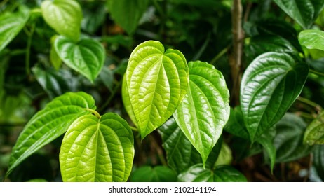 Leaves Of The Betel Or Piper Betle