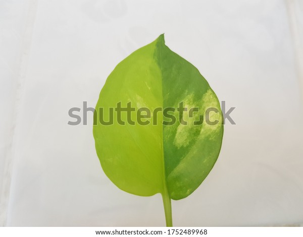 The leaves\
of the betel tree with 2 shades of dark green and light green color\
and divided into 2 equal\
colors.