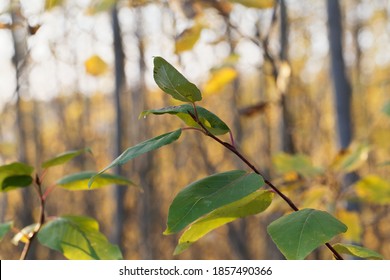 Leaves Of A Black Cottonwood Tree, Populus Trichocarpa.