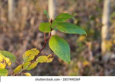 Leaves Of A Black Cottonwood Tree, Populus Trichocarpa.