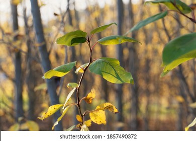 Leaves Of A Black Cottonwood Tree, Populus Trichocarpa.