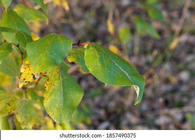 Leaves Of A Black Cottonwood Tree, Populus Trichocarpa.