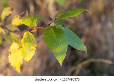 Leaves Of A Black Cottonwood Tree, Populus Trichocarpa.