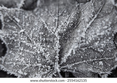 Similar – Foto Bild Der Frost geht weg. Winter