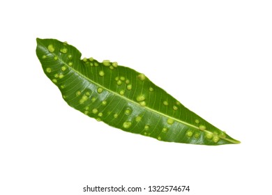 leaves blister isolated on white background