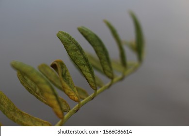 The leaves are blowing away. Astragalus austriacus. Plagiomnium undulatum.