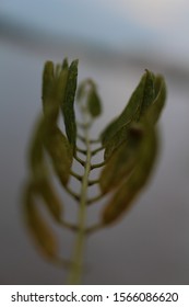 The leaves are blowing away. Tropiometra carinata.