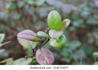 Leaves of a blueberry forest in the natural environment.