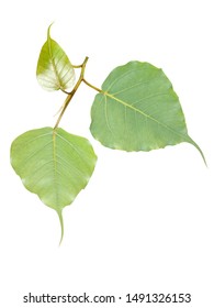 The leaves of the bodhi tree on the White Blackground.