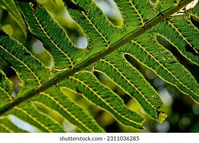 leaves in botanical garden. colombian nature - Shutterstock ID 2311036285