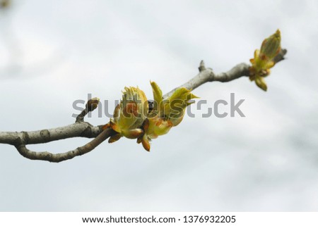 leaves and bourgeons on the tree in spring