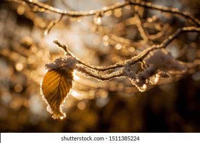 Leaves and branches in cold weather with frost and small icicles lit by winter sun. Detail on small brown leaf. Twigs with frost backlit with sun.