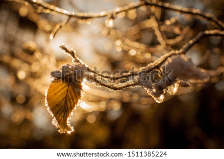 Leaves and branches in cold weather with frost and small icicles lit by winter sun. Detail on small brown leaf. Twigs with frost backlit with sun.