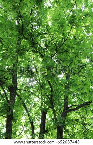 Similar – Foto Bild grün. Umwelt Natur Herbst