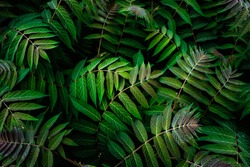 leaves and branches of fern bush, a Nature Photo by Sergiy Khorolets