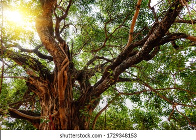 The leaves and branches of the Giant Bodhi tree (Bo Tree, Pipal Tree,Peepul tree,Sacred tree,Sacred fig Tree) in buddhist temple with sunlight in nature, taken in Thailand.